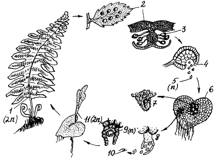 Архегоний папоротника
