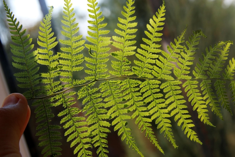 Лист папоротник