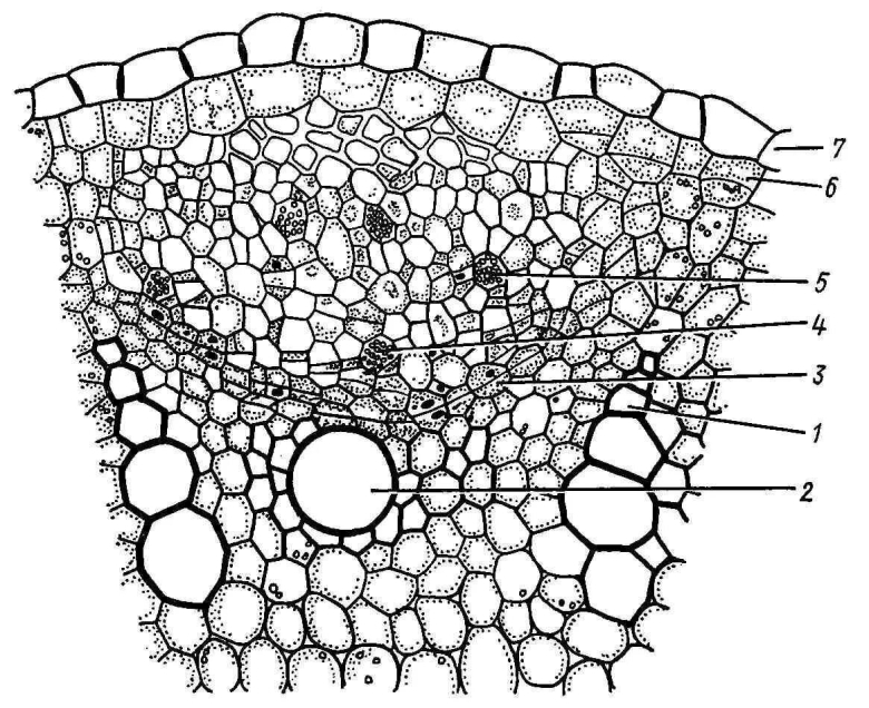 Поперечный срез черешка листа