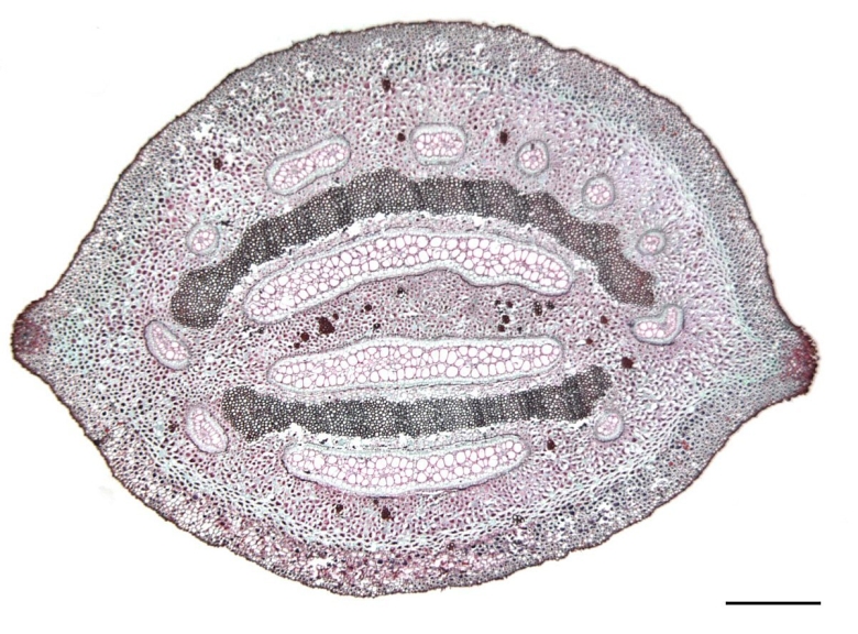 Поперечный срез папоротника орляка