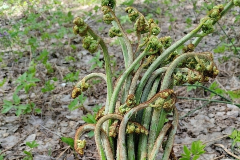 Папоротник орляк семена