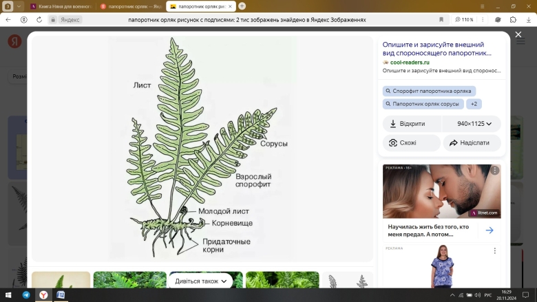 Спорофит папоротника орляка