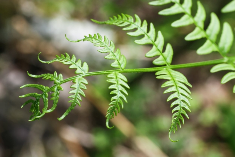 Орляк обыкновенный