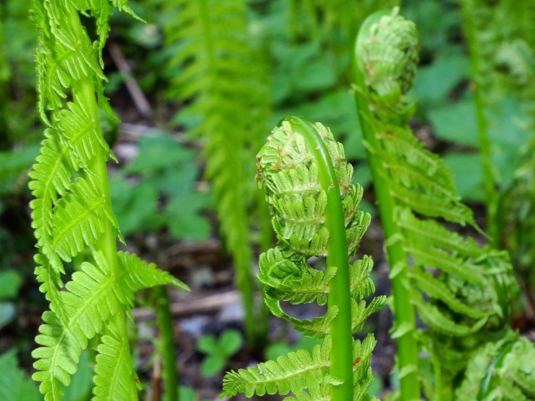 Matteuccia struthiopteris