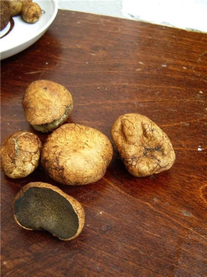 Земляной гриб трюфель приморье