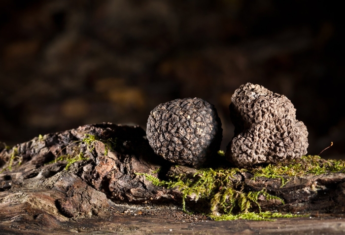Трюфель черный