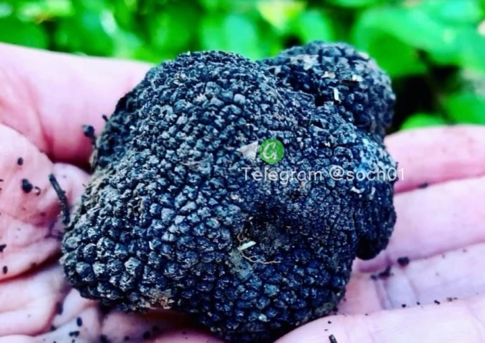 Трюфель сочинский