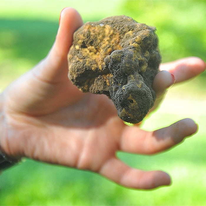 Белый трюфель подмосковный