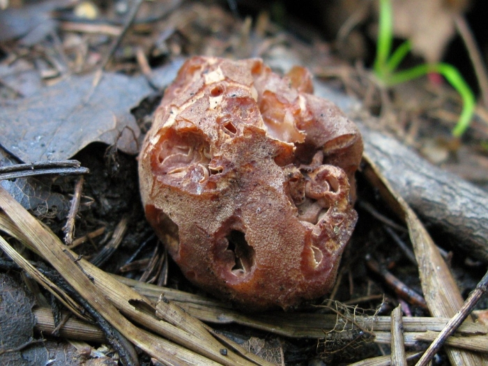 Трюфель апотеций