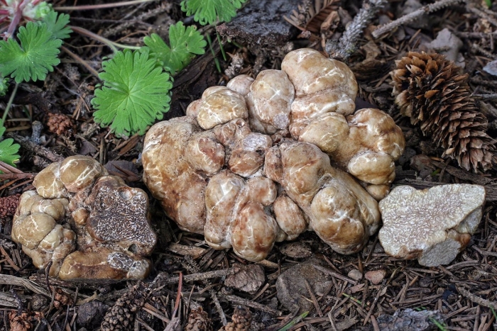 Гриб белый трюфель