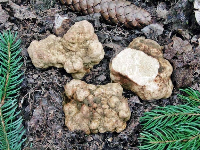 Choiromyces meandriformis