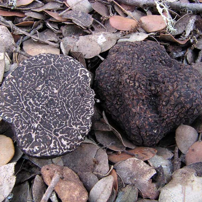 Tuber melanosporum