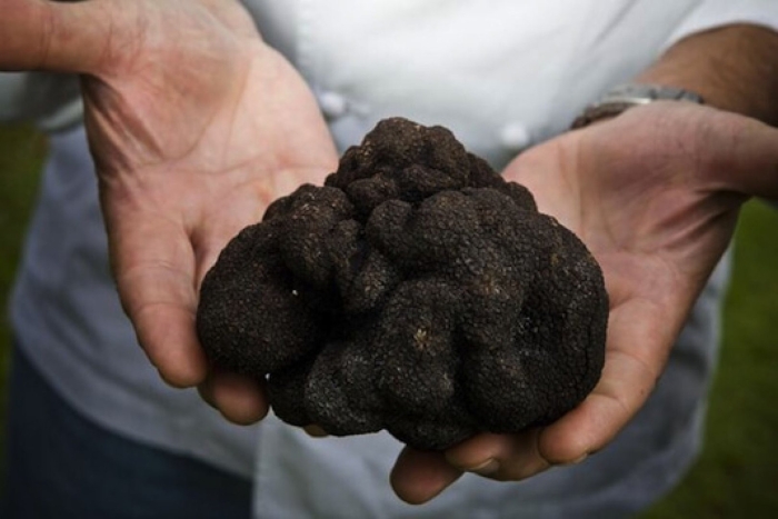 Трюфель чёрный гриб