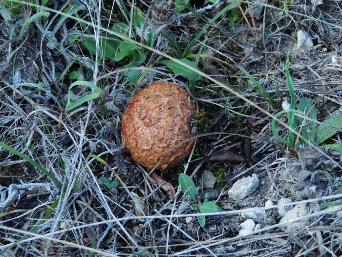 Дальневосточный трюфель гриб