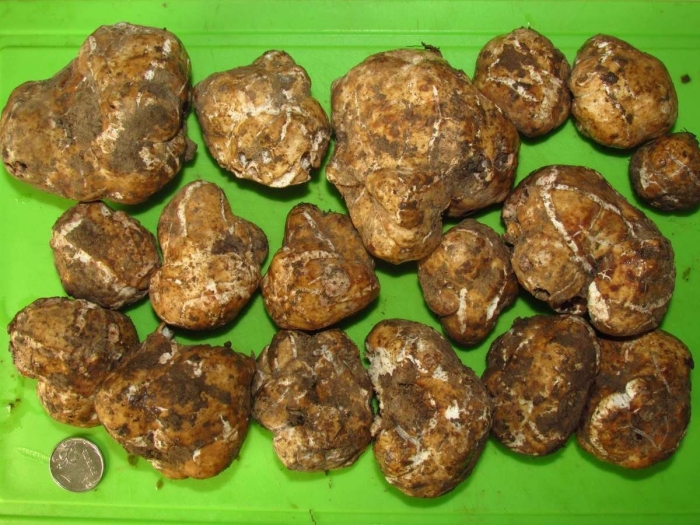 Белые трюфели