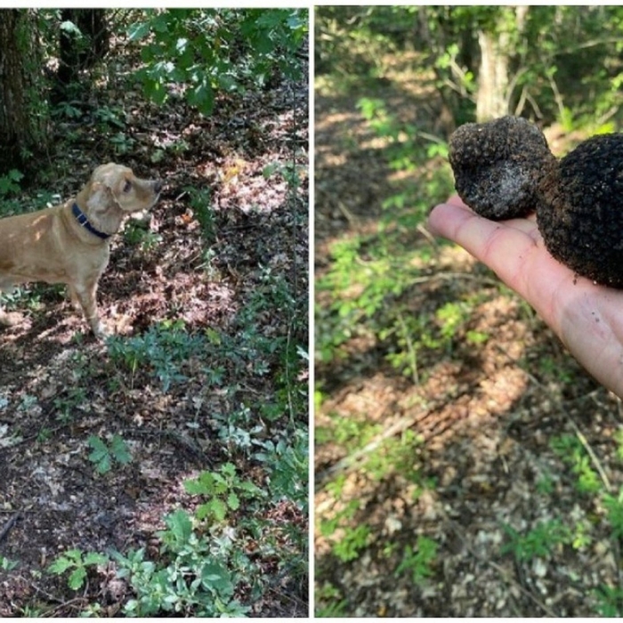 Крымский трюфель гриб