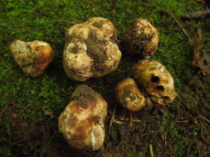 Трюфель белый гриб