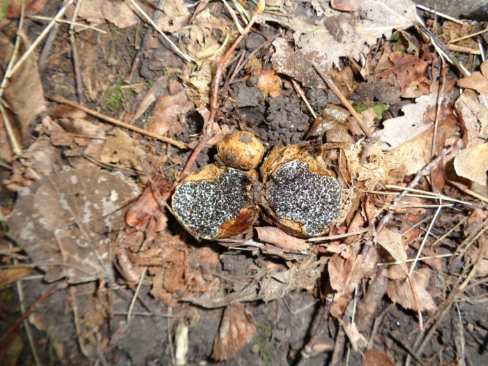 Меланогастер брума