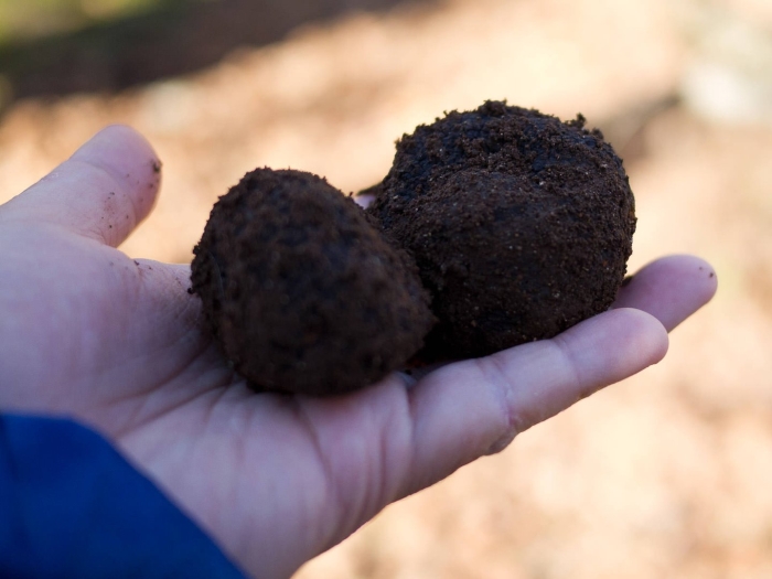 Трюфель черный