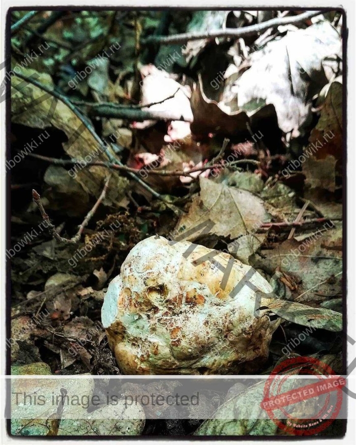 Трюфель белый (choiromyces meandriformis)