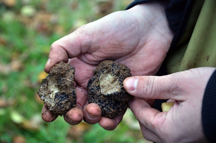Крымский трюфель гриб