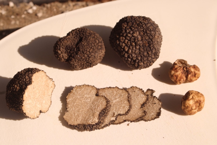 Трюфель tuber