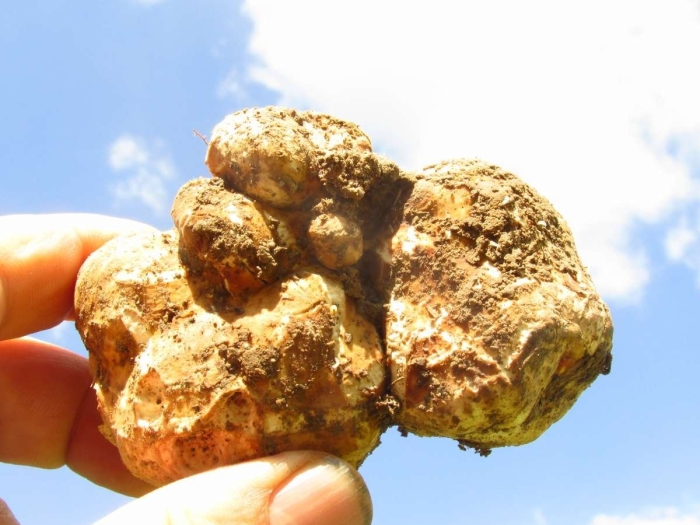 Белый тосканский трюфель