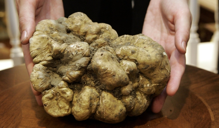 Итальянский белый трюфель альба