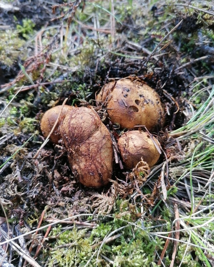 Земляной гриб трюфель