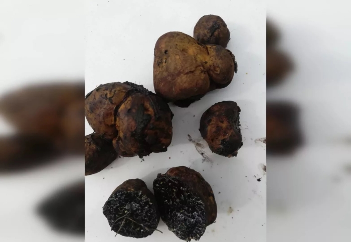 Ложный трюфель