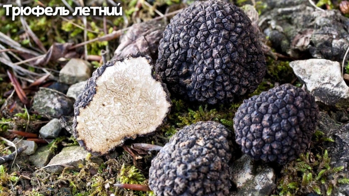 Черный трюфель «tuber aestivum»