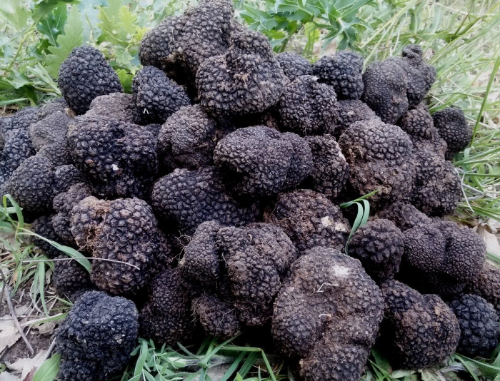 Трюфель чёрный летний (tuber aestivum).