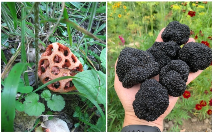 Решёточник красный гриб