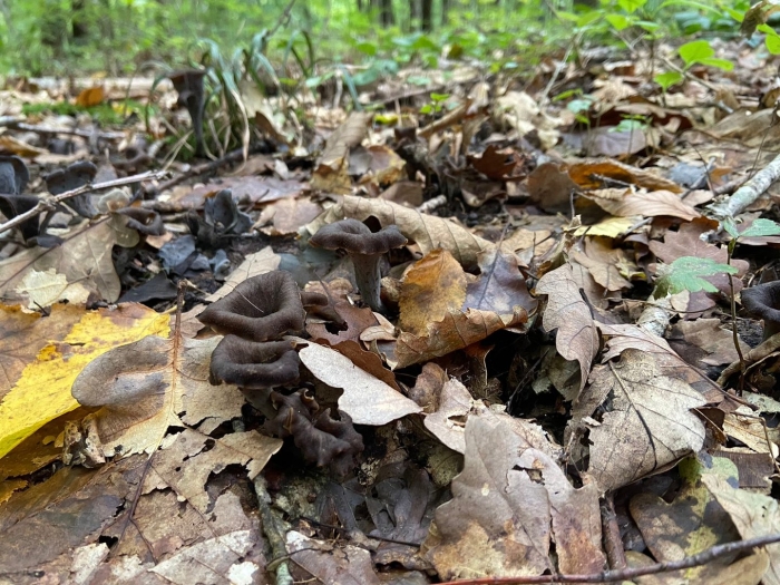 Вороночник рожковидный