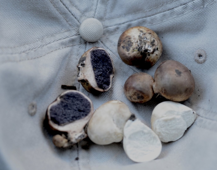 Олений трюфель