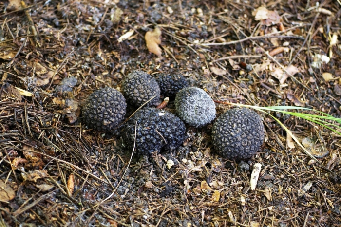 Трюфель летний гриб