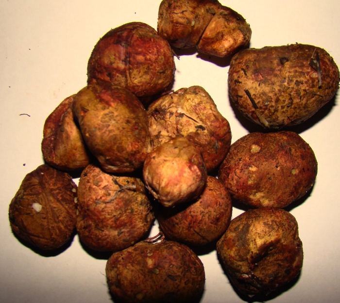 Земляной гриб трюфель