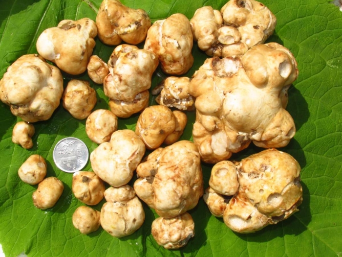 Земляная груша топинамбур