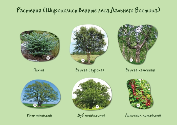 Растения широколиственных лесов