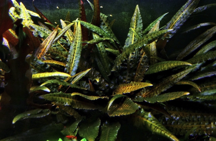 Криптокорина металлик ред