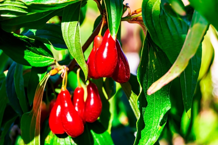 Кизил сорт лукьяновский