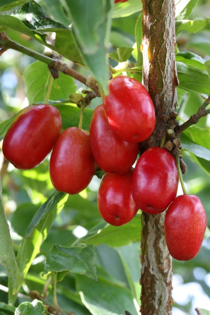 Кизил семен