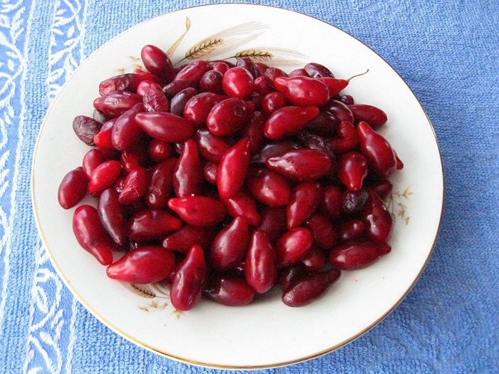 Кизил косточка