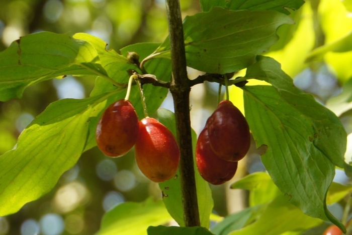 Кизил обыкновенный