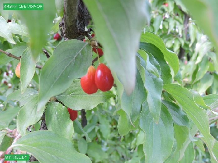 Кизил выдубицкий