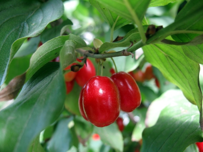 Кизил cornus mas