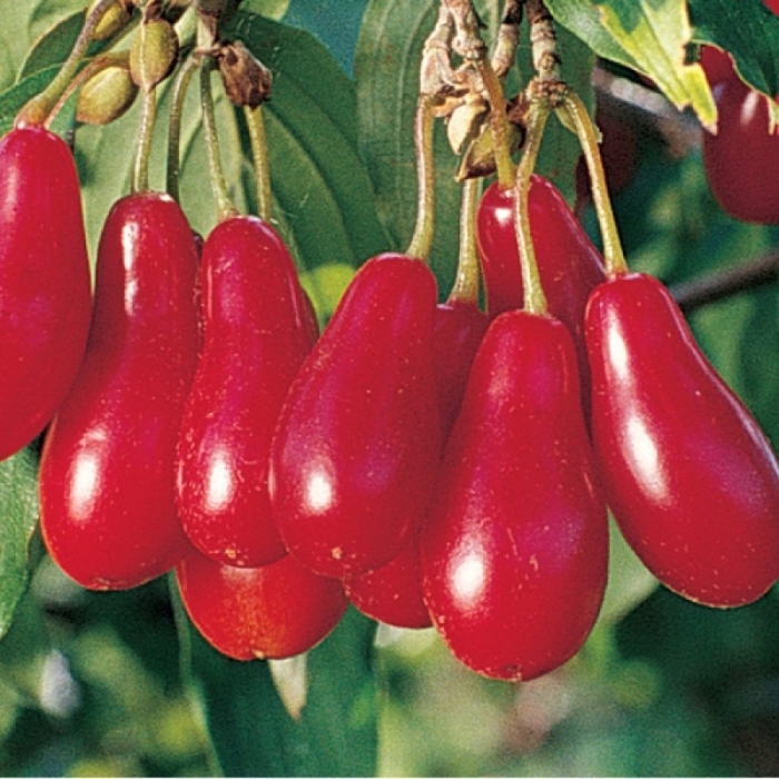 Кизил грушевидный