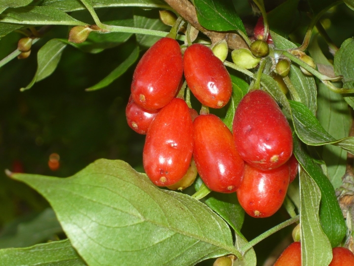 Кизил элегантный