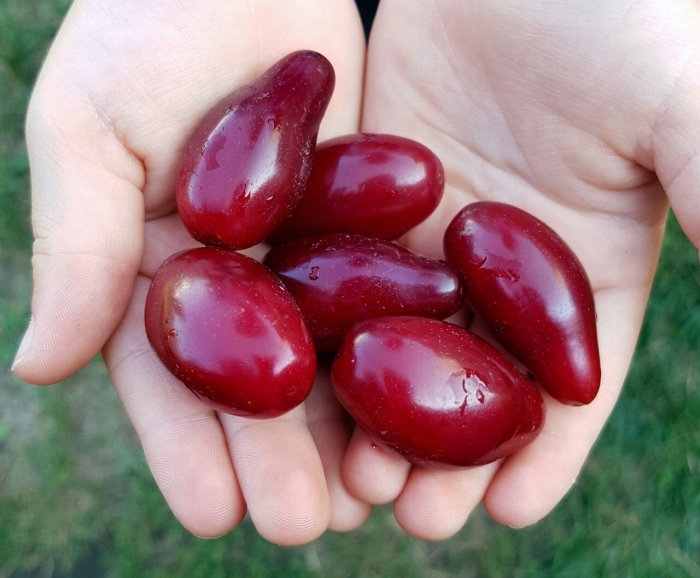 Кизил сорт семен