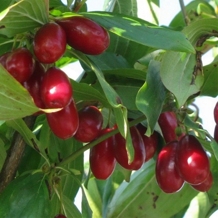 Кизил обыкновенный